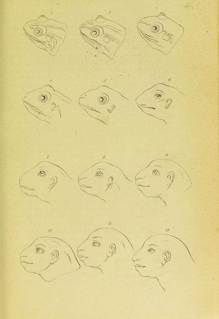 An illustration from Essays on physiognomy / translated from the German of John Caspar Lavater, by Thomas Holcroft. Also one hundred physiognomical rules, taken from a posthumous work of J. C. Lavater ; and a memoir of the author., 1880, leaf 781