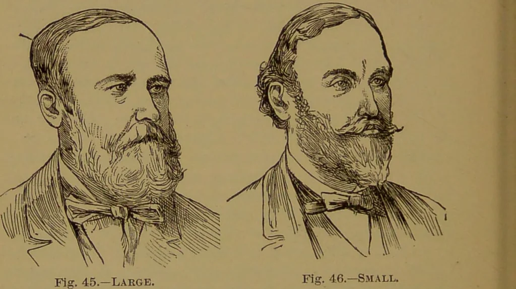 An illustration from The self-instructor in phrenology and physiology : with over one hundred new illustrations, including a chart for the use of practical phrenologists / by O.S. and L.N. Fowler. Rev. by Nelson Sizer., 1889, leaf 120