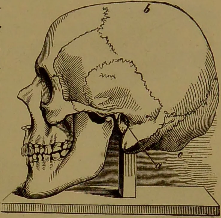 An illustration from The self-instructor in phrenology and physiology : with over one hundred new illustrations, including a chart for the use of practical phrenologists / by O.S. and L.N. Fowler. Rev. by Nelson Sizer., 1889, leaf 71