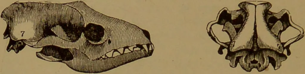 An illustration from The self-instructor in phrenology and physiology : with over one hundred new illustrations, including a chart for the use of practical phrenologists / by O.S. and L.N. Fowler. Rev. by Nelson Sizer., 1889, leaf 72