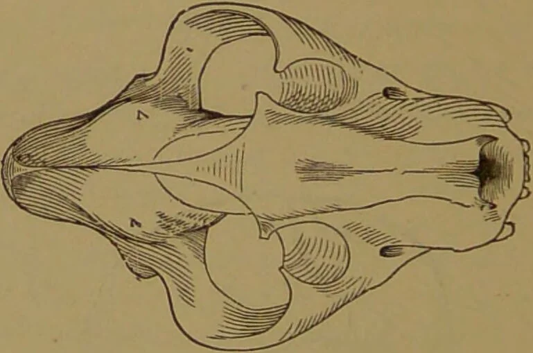 An illustration from The self-instructor in phrenology and physiology : with over one hundred new illustrations, including a chart for the use of practical phrenologists / by O.S. and L.N. Fowler. Rev. by Nelson Sizer., 1889, leaf 72