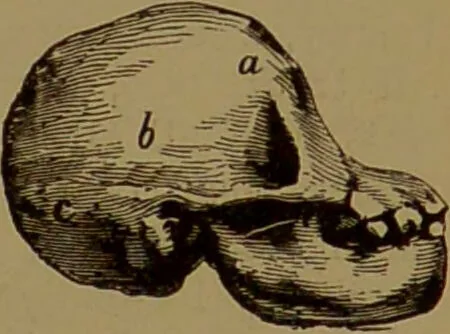 An illustration from The self-instructor in phrenology and physiology : with over one hundred new illustrations, including a chart for the use of practical phrenologists / by O.S. and L.N. Fowler. Rev. by Nelson Sizer., 1889, leaf 73