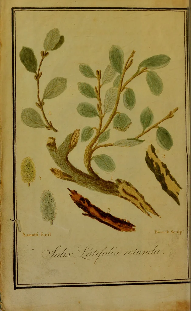 An illustration from Experiments and observations on the cortex salicis latifoliae, or broad-leafed willow bark; illustrated by a coloured plate. Interspersed with general observations and remarks on the different species of the cinchona, &c. General history and progressive introduction of the salix latifolia; with a variety of experiments, tending to elucidate its properties. Illustrated by cases demonstrating its superior efficacy above the cinchonae in various diseases, more particularly that branch of the healing art termed medical surgery / by G. Wilkinson., 1803, leaf 4