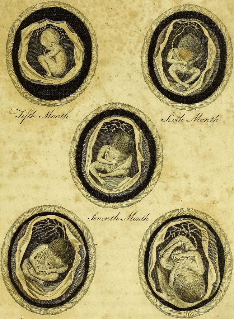 An illustration from A key to physic, and the occult sciences : opening to mental view, the system and order of the interior and exterior heavens; the analogy betwixt angels, and spirits of men; and the sympathy between celestial and terrestrial bodies, from whence is deduced an obvious discrimination of future events, in the motions and position of the luminaries, planets, and stars; the universal spirit and economy of nature, in the production of all things; the principles of etherial, and atmospherical influx, in constituting the proper recipient of life; the active and passive tinctures requisite in the generation of men and brutes; and the foundation and necessity of that invisible agitation of matter, which stimulates and impels every living creature in the act of begetting its like; the properties of vegetable, mineral and animal magnetism: the fundamental causes and qualities, visible or occult, of all diseases, both of mind and body, and the simple modes prescribed by nature for their prevention and cure : to which are added, lunar tables, calculated from sidereal motion; exhibiting upon the most simple, yet unerring construction, the actual moment of the crisis of every disease, and the consequent termination thereof, whether for life or death: the whole forming an interesting supplement to Culpeper's family physician, and display of the occult sciences ; published for the good of all / by E. Sibly., 1821, leaf 341