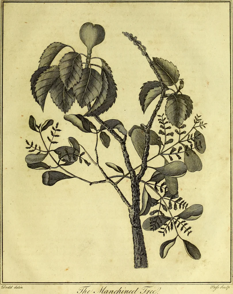 An illustration from A key to physic, and the occult sciences : opening to mental view, the system and order of the interior and exterior heavens; the analogy betwixt angels, and spirits of men; and the sympathy between celestial and terrestrial bodies, from whence is deduced an obvious discrimination of future events, in the motions and position of the luminaries, planets, and stars; the universal spirit and economy of nature, in the production of all things; the principles of etherial, and atmospherical influx, in constituting the proper recipient of life; the active and passive tinctures requisite in the generation of men and brutes; and the foundation and necessity of that invisible agitation of matter, which stimulates and impels every living creature in the act of begetting its like; the properties of vegetable, mineral and animal magnetism: the fundamental causes and qualities, visible or occult, of all diseases, both of mind and body, and the simple modes prescribed by nature for their prevention and cure : to which are added, lunar tables, calculated from sidereal motion; exhibiting upon the most simple, yet unerring construction, the actual moment of the crisis of every disease, and the consequent termination thereof, whether for life or death: the whole forming an interesting supplement to Culpeper's family physician, and display of the occult sciences ; published for the good of all / by E. Sibly., 1821, leaf 461