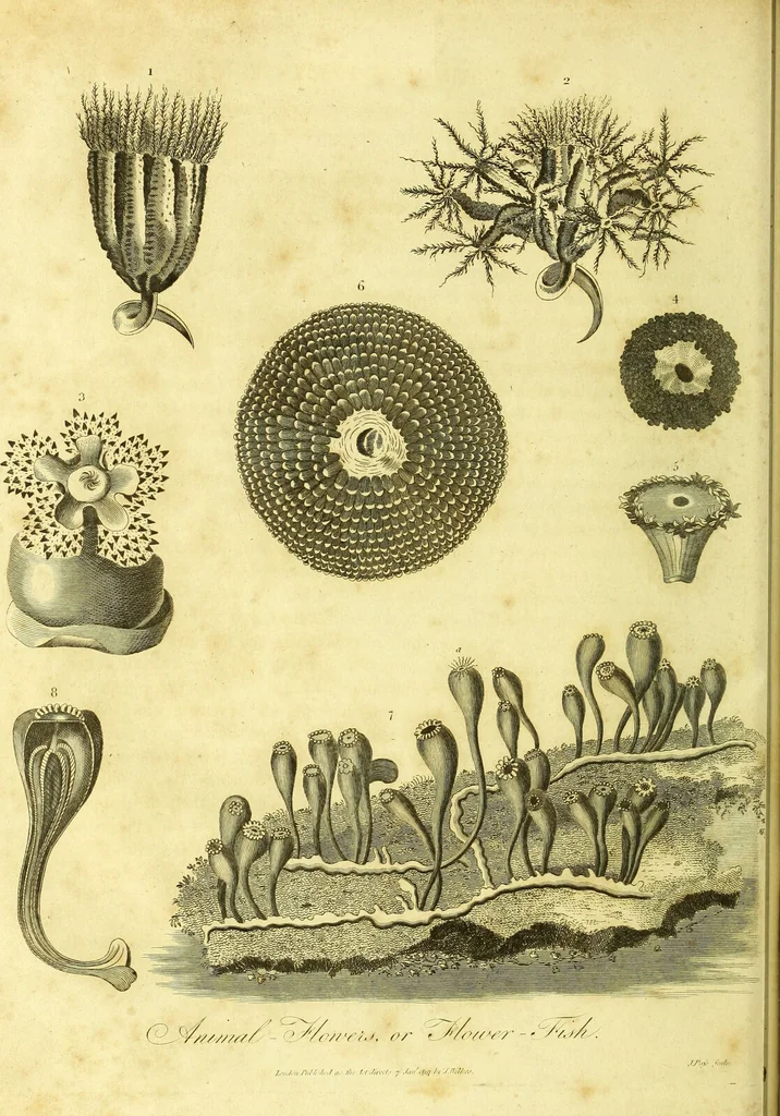 An illustration from A key to physic, and the occult sciences : opening to mental view, the system and order of the interior and exterior heavens; the analogy betwixt angels, and spirits of men; and the sympathy between celestial and terrestrial bodies, from whence is deduced an obvious discrimination of future events, in the motions and position of the luminaries, planets, and stars; the universal spirit and economy of nature, in the production of all things; the principles of etherial, and atmospherical influx, in constituting the proper recipient of life; the active and passive tinctures requisite in the generation of men and brutes; and the foundation and necessity of that invisible agitation of matter, which stimulates and impels every living creature in the act of begetting its like; the properties of vegetable, mineral and animal magnetism: the fundamental causes and qualities, visible or occult, of all diseases, both of mind and body, and the simple modes prescribed by nature for their prevention and cure : to which are added, lunar tables, calculated from sidereal motion; exhibiting upon the most simple, yet unerring construction, the actual moment of the crisis of every disease, and the consequent termination thereof, whether for life or death: the whole forming an interesting supplement to Culpeper's family physician, and display of the occult sciences ; published for the good of all / by E. Sibly., 1821, leaf 78