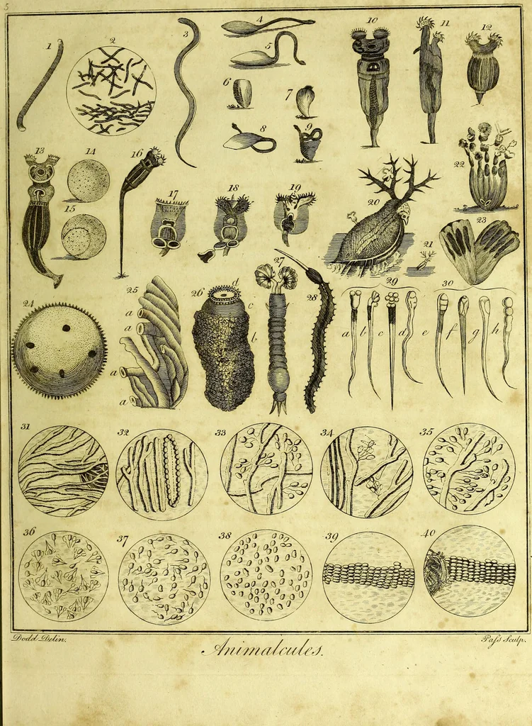 An illustration from A key to physic, and the occult sciences : opening to mental view, the system and order of the interior and exterior heavens; the analogy betwixt angels, and spirits of men; and the sympathy between celestial and terrestrial bodies, from whence is deduced an obvious discrimination of future events, in the motions and position of the luminaries, planets, and stars; the universal spirit and economy of nature, in the production of all things; the principles of etherial, and atmospherical influx, in constituting the proper recipient of life; the active and passive tinctures requisite in the generation of men and brutes; and the foundation and necessity of that invisible agitation of matter, which stimulates and impels every living creature in the act of begetting its like; the properties of vegetable, mineral and animal magnetism: the fundamental causes and qualities, visible or occult, of all diseases, both of mind and body, and the simple modes prescribed by nature for their prevention and cure : to which are added, lunar tables, calculated from sidereal motion; exhibiting upon the most simple, yet unerring construction, the actual moment of the crisis of every disease, and the consequent termination thereof, whether for life or death: the whole forming an interesting supplement to Culpeper's family physician, and display of the occult sciences ; published for the good of all / by E. Sibly., 1821, leaf 83