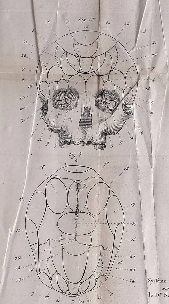 An illustration from Traité sur la nouvelle physiologie du cerveau, ou, Exposition de la doctrine de Gall sur la structure et les fonctions de cet organe : ouvrage accompagné de beaucoup de notes sur différens points de cette doctrine, et orné de planches / par J. B. Nacquart., 1808, leaf 489