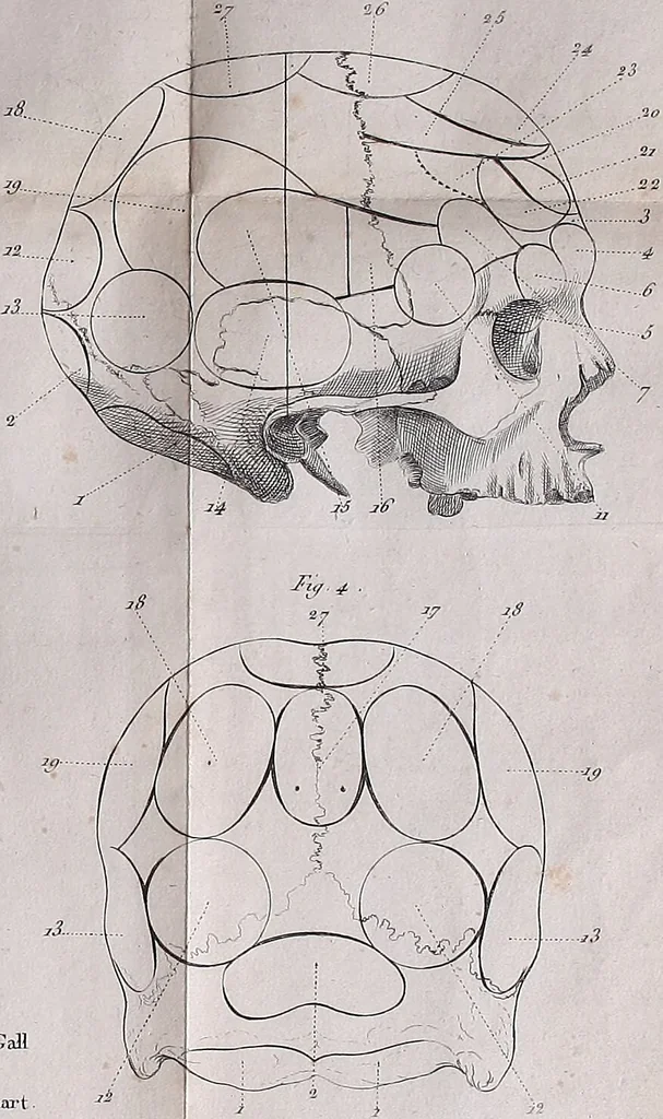 An illustration from Traité sur la nouvelle physiologie du cerveau, ou, Exposition de la doctrine de Gall sur la structure et les fonctions de cet organe : ouvrage accompagné de beaucoup de notes sur différens points de cette doctrine, et orné de planches / par J. B. Nacquart., 1808, leaf 489