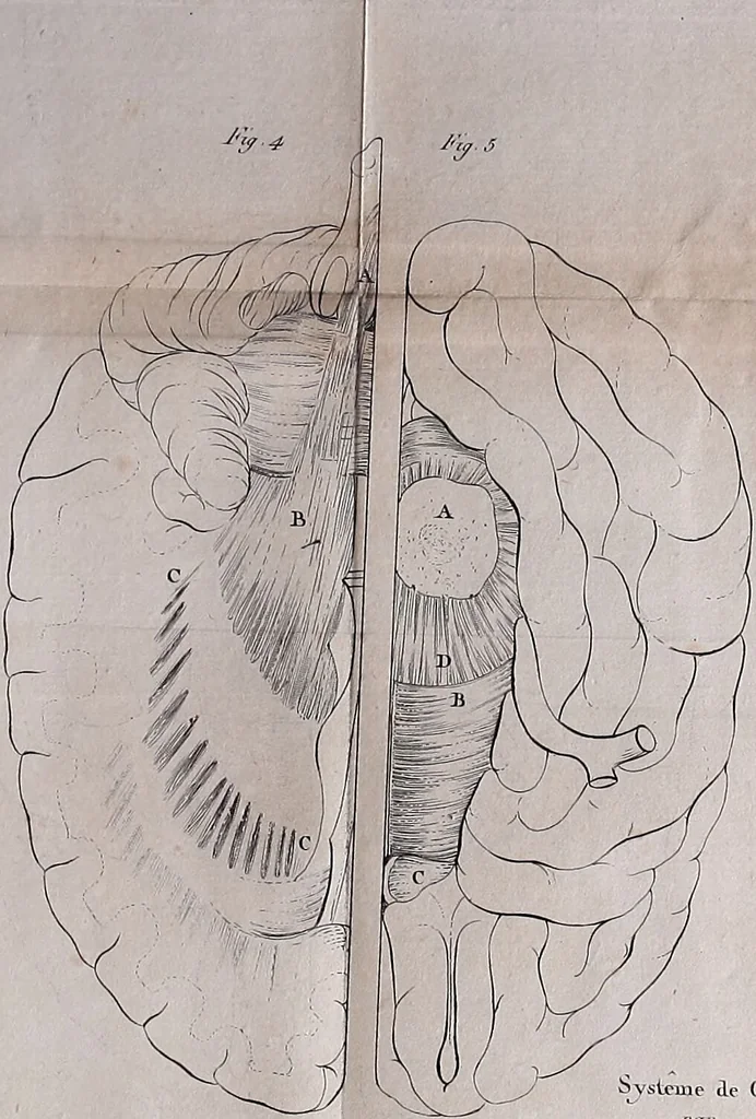 An illustration from Traité sur la nouvelle physiologie du cerveau, ou, Exposition de la doctrine de Gall sur la structure et les fonctions de cet organe : ouvrage accompagné de beaucoup de notes sur différens points de cette doctrine, et orné de planches / par J. B. Nacquart., 1808, leaf 491