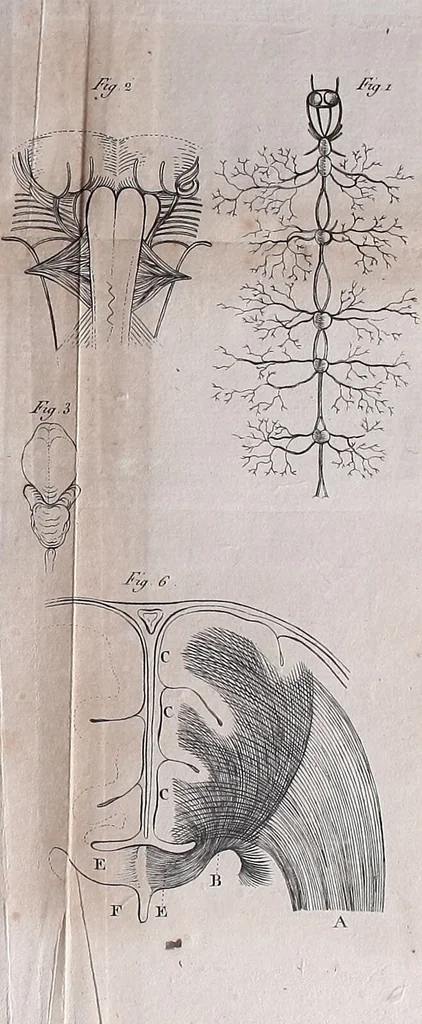 An illustration from Traité sur la nouvelle physiologie du cerveau, ou, Exposition de la doctrine de Gall sur la structure et les fonctions de cet organe : ouvrage accompagné de beaucoup de notes sur différens points de cette doctrine, et orné de planches / par J. B. Nacquart., 1808, leaf 491