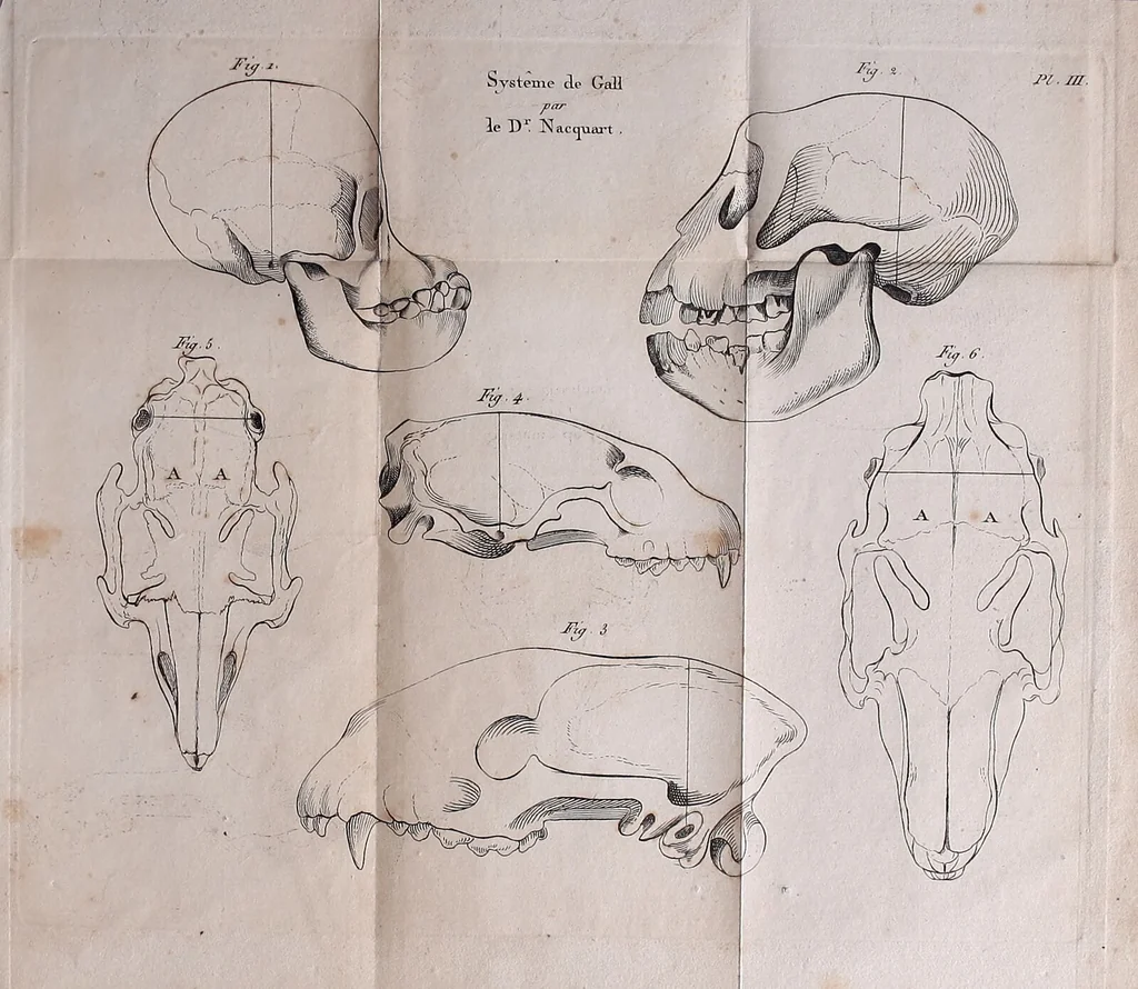 An illustration from Traité sur la nouvelle physiologie du cerveau, ou, Exposition de la doctrine de Gall sur la structure et les fonctions de cet organe : ouvrage accompagné de beaucoup de notes sur différens points de cette doctrine, et orné de planches / par J. B. Nacquart., 1808, leaf 493