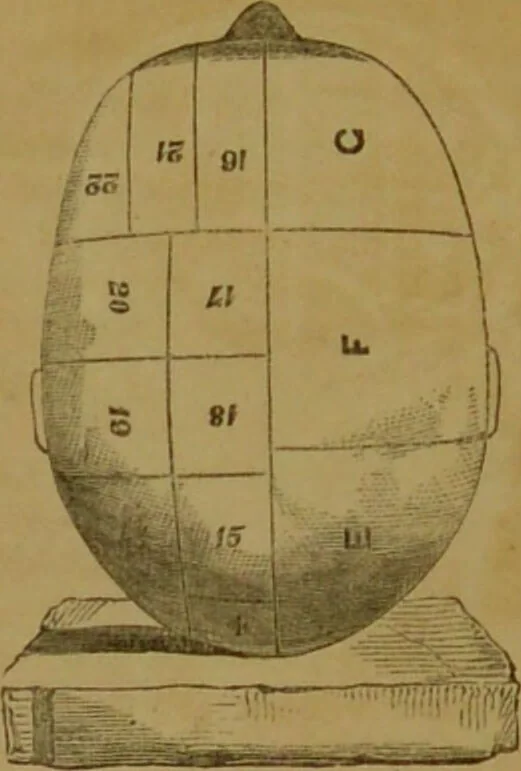 An illustration from Phrenology made practical and popularly explained / by Frederick Bridges., 1861, leaf 20