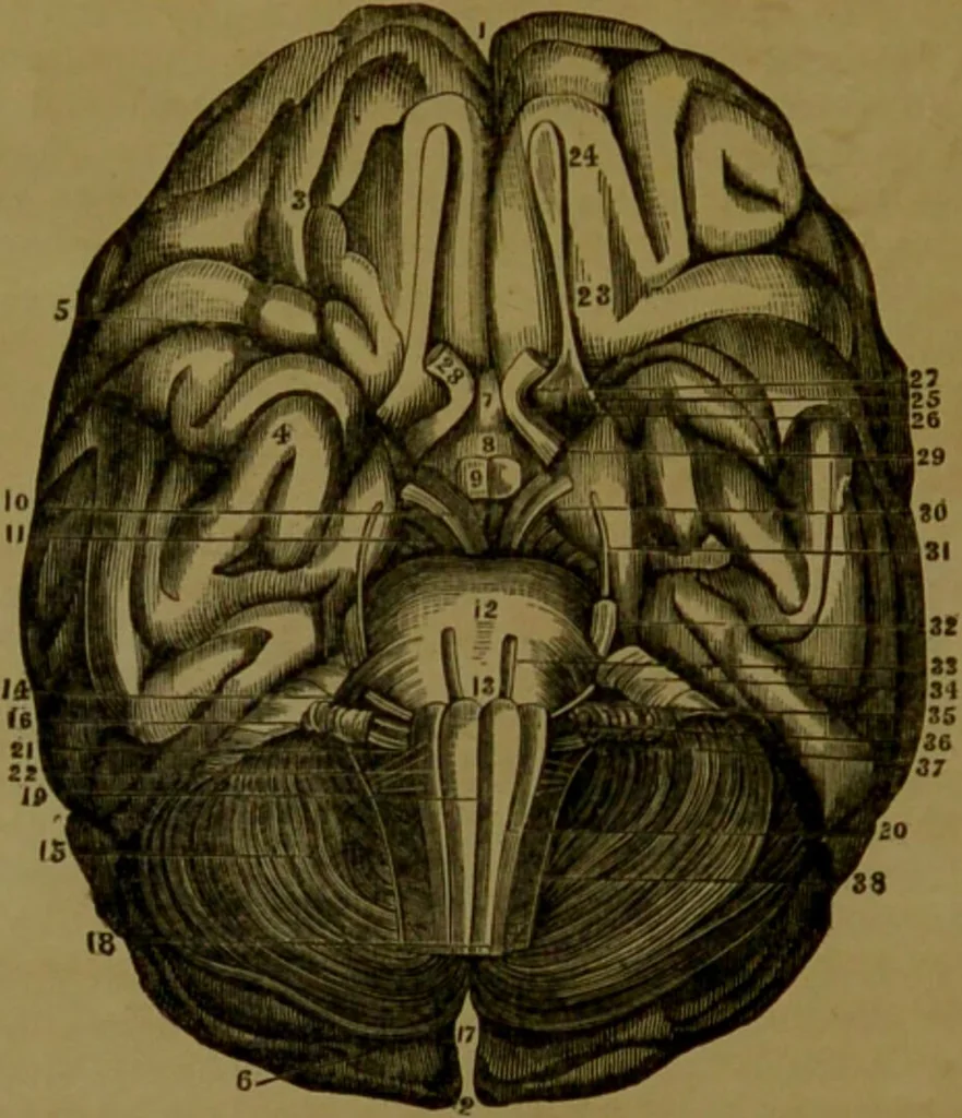 An illustration from Phrenology made practical and popularly explained / by Frederick Bridges., 1861, leaf 48