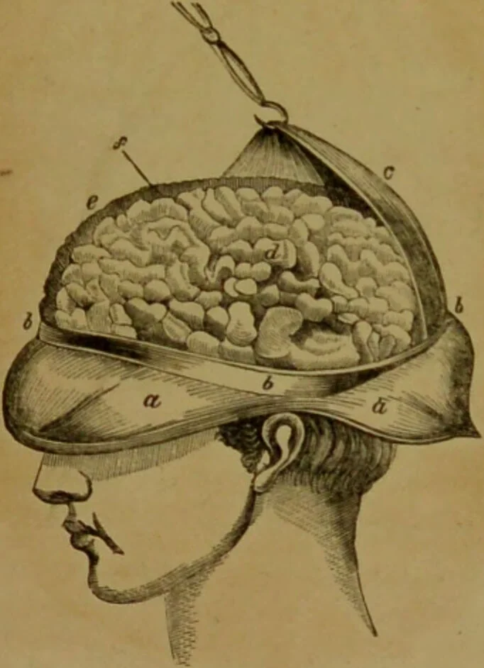 An illustration from Phrenology made practical and popularly explained / by Frederick Bridges., 1861, leaf 49