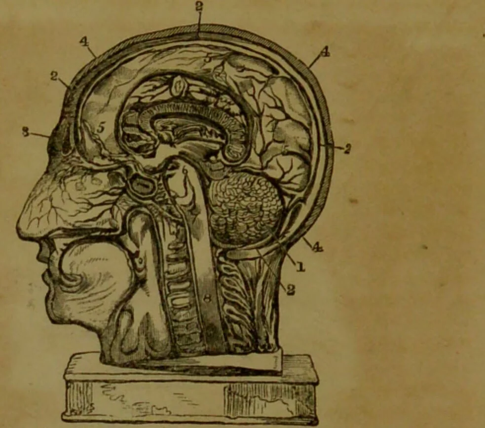 An illustration from Phrenology made practical and popularly explained / by Frederick Bridges., 1861, leaf 50