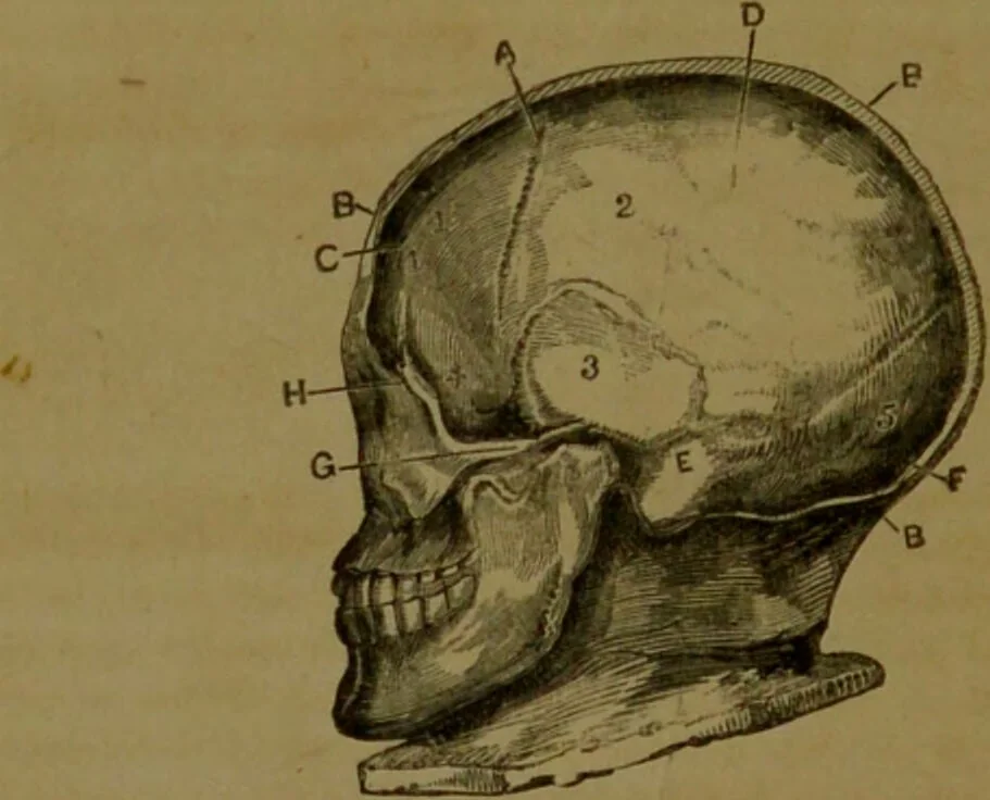 An illustration from Phrenology made practical and popularly explained / by Frederick Bridges., 1861, leaf 60