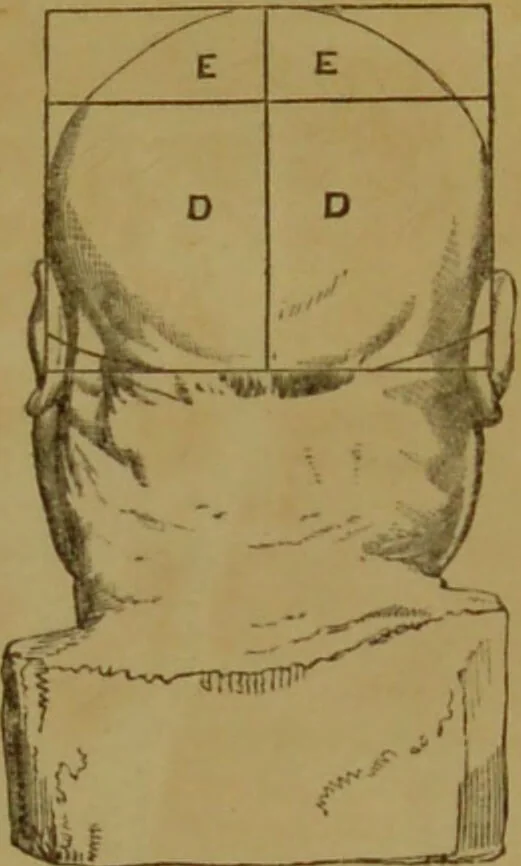 An illustration from Phrenology made practical and popularly explained / by Frederick Bridges., 1861, leaf 71