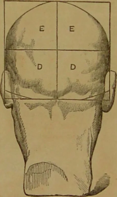 An illustration from Phrenology made practical and popularly explained / by Frederick Bridges., 1861, leaf 73
