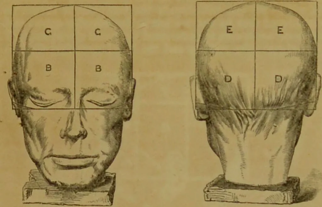 An illustration from Phrenology made practical and popularly explained / by Frederick Bridges., 1861, leaf 75