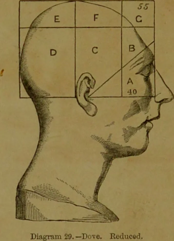 An illustration from Phrenology made practical and popularly explained / by Frederick Bridges., 1861, leaf 76