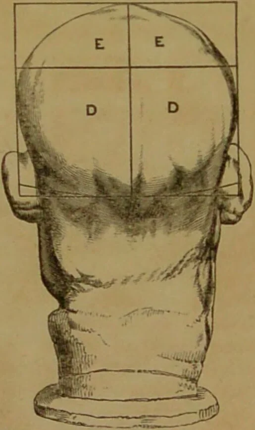 An illustration from Phrenology made practical and popularly explained / by Frederick Bridges., 1861, leaf 77