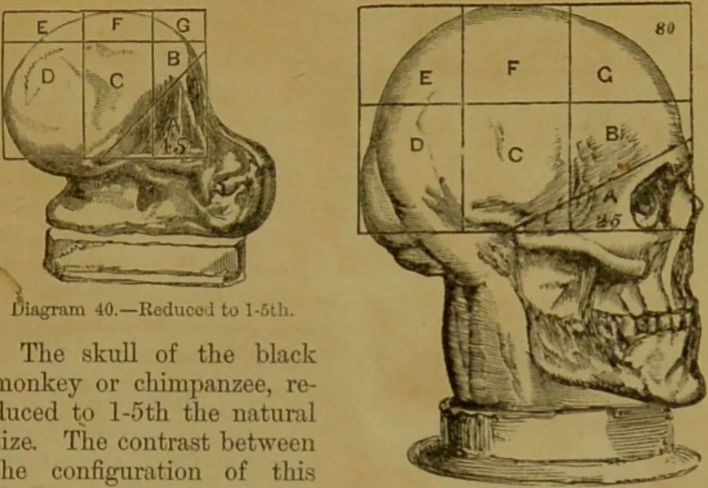 An illustration from Phrenology made practical and popularly explained / by Frederick Bridges., 1861, leaf 81