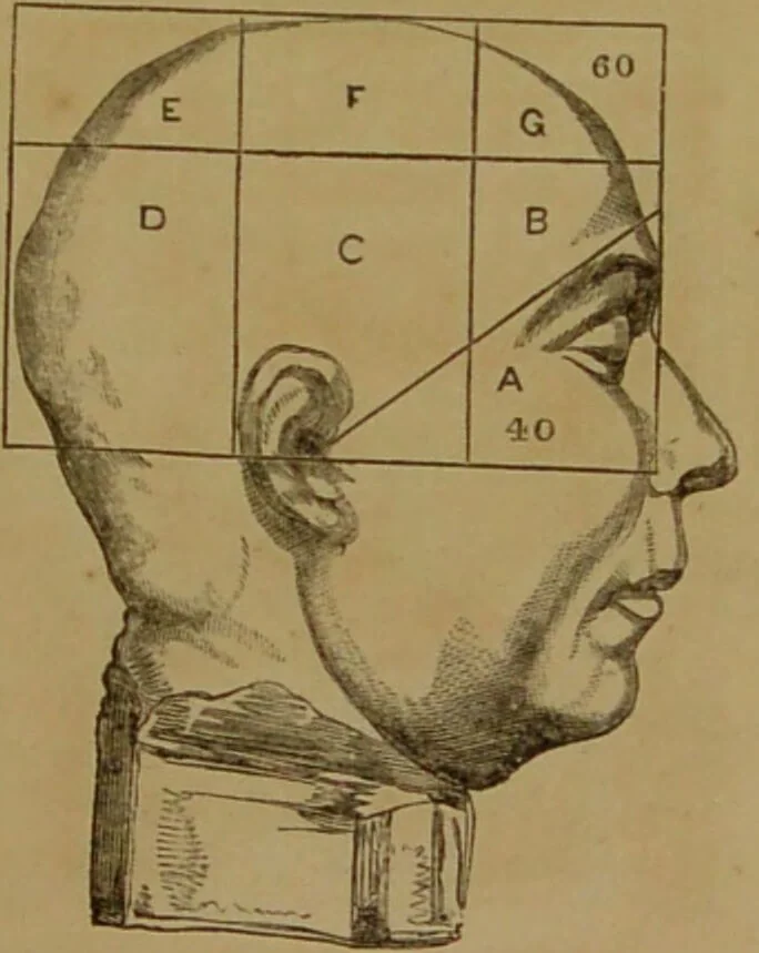 An illustration from Phrenology made practical and popularly explained / by Frederick Bridges., 1861, leaf 81