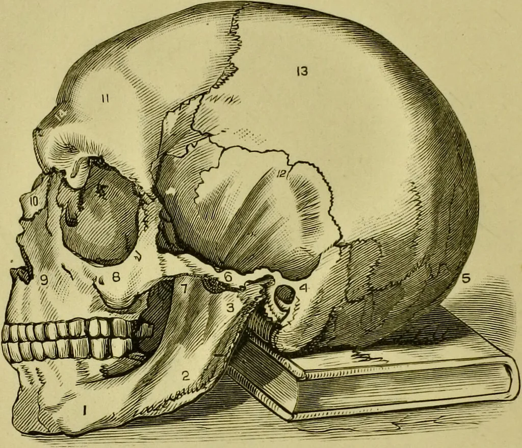 An illustration from A system of practical and scientific physiognomy, or, How to read faces : being a manual of instruction in the knowledge of the human physiognomy and organism, embracing the discoveries of located signs of character in the body and face, as shown by the five natural divisions of the countenance. Volume 2 / by Mary Olmstead Stanton., 1890, leaf 174