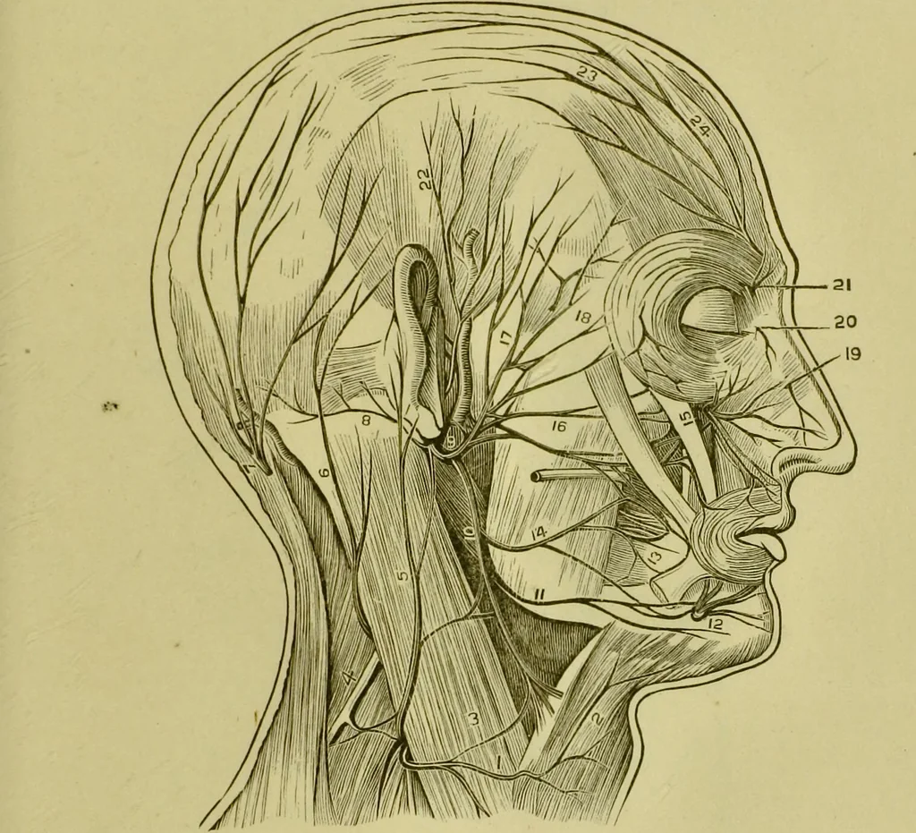 An illustration from A system of practical and scientific physiognomy, or, How to read faces : being a manual of instruction in the knowledge of the human physiognomy and organism, embracing the discoveries of located signs of character in the body and face, as shown by the five natural divisions of the countenance. Volume 2 / by Mary Olmstead Stanton., 1890, leaf 175
