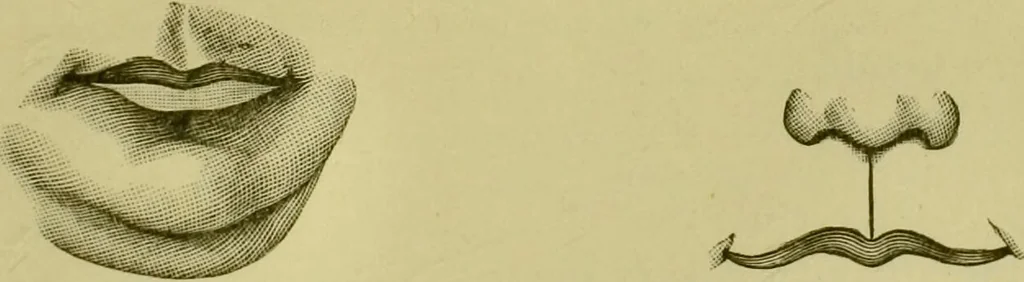 An illustration from A system of practical and scientific physiognomy, or, How to read faces : being a manual of instruction in the knowledge of the human physiognomy and organism, embracing the discoveries of located signs of character in the body and face, as shown by the five natural divisions of the countenance. Volume 2 / by Mary Olmstead Stanton., 1890, leaf 259