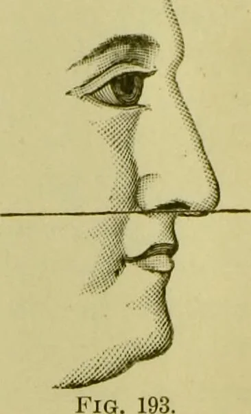 An illustration from A system of practical and scientific physiognomy, or, How to read faces : being a manual of instruction in the knowledge of the human physiognomy and organism, embracing the discoveries of located signs of character in the body and face, as shown by the five natural divisions of the countenance. Volume 2 / by Mary Olmstead Stanton., 1890, leaf 273