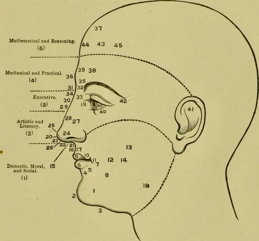 An illustration from A system of practical and scientific physiognomy, or, How to read faces : being a manual of instruction in the knowledge of the human physiognomy and organism, embracing the discoveries of located signs of character in the body and face, as shown by the five natural divisions of the countenance. Volume 2 / by Mary Olmstead Stanton., 1890, leaf 303