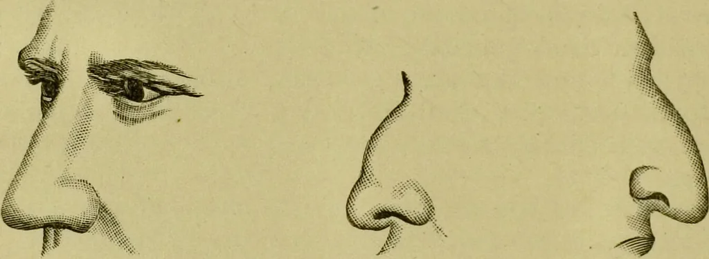 An illustration from A system of practical and scientific physiognomy, or, How to read faces : being a manual of instruction in the knowledge of the human physiognomy and organism, embracing the discoveries of located signs of character in the body and face, as shown by the five natural divisions of the countenance. Volume 2 / by Mary Olmstead Stanton., 1890, leaf 346