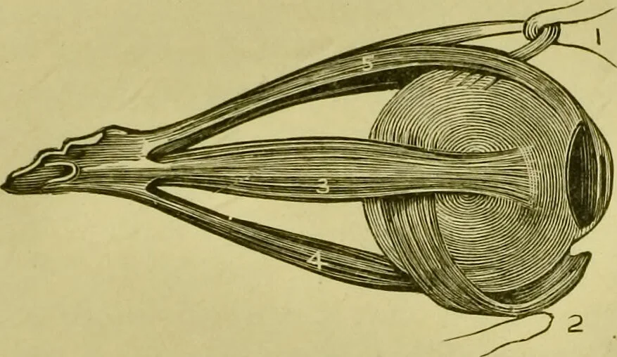 An illustration from A system of practical and scientific physiognomy, or, How to read faces : being a manual of instruction in the knowledge of the human physiognomy and organism, embracing the discoveries of located signs of character in the body and face, as shown by the five natural divisions of the countenance. Volume 2 / by Mary Olmstead Stanton., 1890, leaf 365