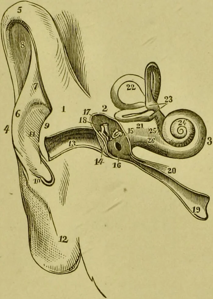 An illustration from A system of practical and scientific physiognomy, or, How to read faces : being a manual of instruction in the knowledge of the human physiognomy and organism, embracing the discoveries of located signs of character in the body and face, as shown by the five natural divisions of the countenance. Volume 2 / by Mary Olmstead Stanton., 1890, leaf 445