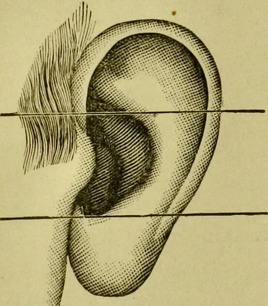 An illustration from A system of practical and scientific physiognomy, or, How to read faces : being a manual of instruction in the knowledge of the human physiognomy and organism, embracing the discoveries of located signs of character in the body and face, as shown by the five natural divisions of the countenance. Volume 2 / by Mary Olmstead Stanton., 1890, leaf 446