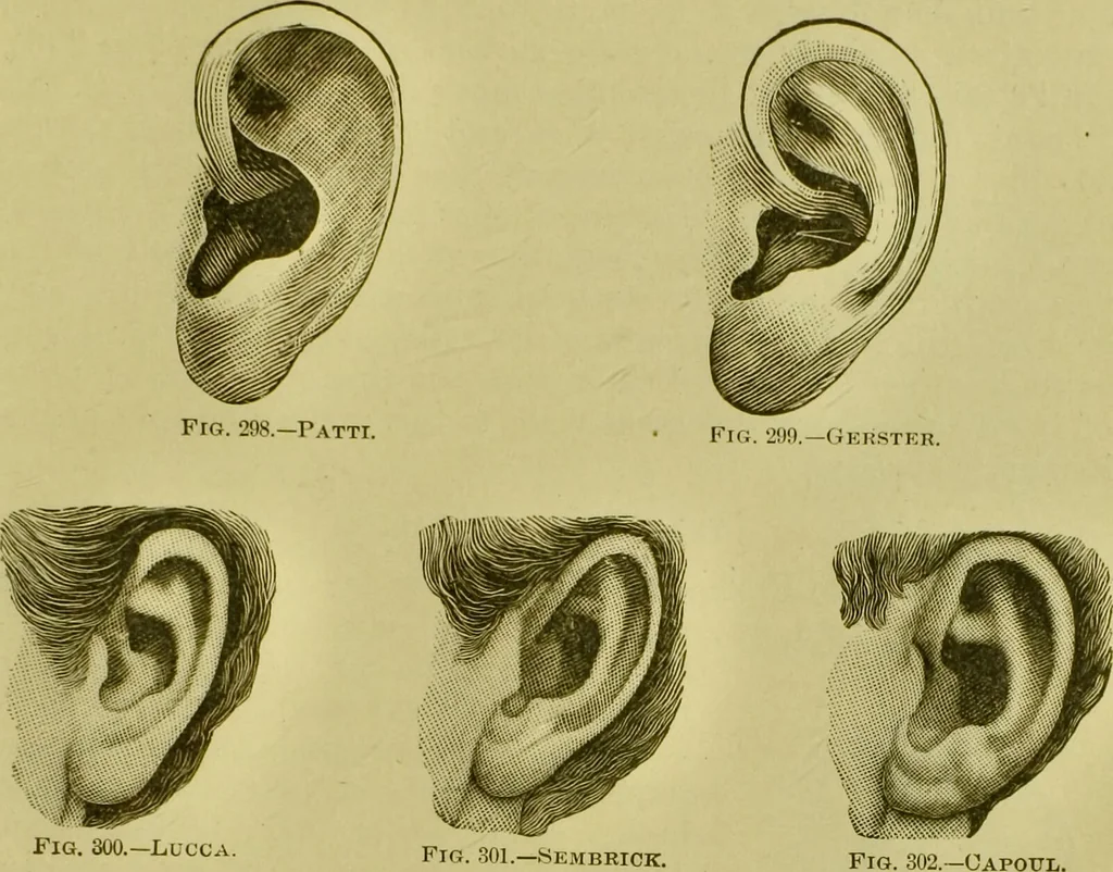 An illustration from A system of practical and scientific physiognomy, or, How to read faces : being a manual of instruction in the knowledge of the human physiognomy and organism, embracing the discoveries of located signs of character in the body and face, as shown by the five natural divisions of the countenance. Volume 2 / by Mary Olmstead Stanton., 1890, leaf 449