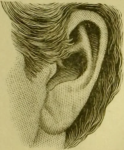 An illustration from A system of practical and scientific physiognomy, or, How to read faces : being a manual of instruction in the knowledge of the human physiognomy and organism, embracing the discoveries of located signs of character in the body and face, as shown by the five natural divisions of the countenance. Volume 2 / by Mary Olmstead Stanton., 1890, leaf 449