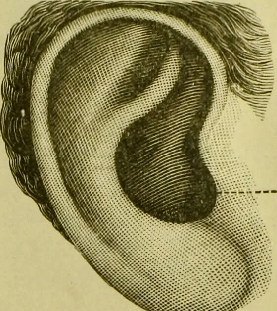 An illustration from A system of practical and scientific physiognomy, or, How to read faces : being a manual of instruction in the knowledge of the human physiognomy and organism, embracing the discoveries of located signs of character in the body and face, as shown by the five natural divisions of the countenance. Volume 2 / by Mary Olmstead Stanton., 1890, leaf 451