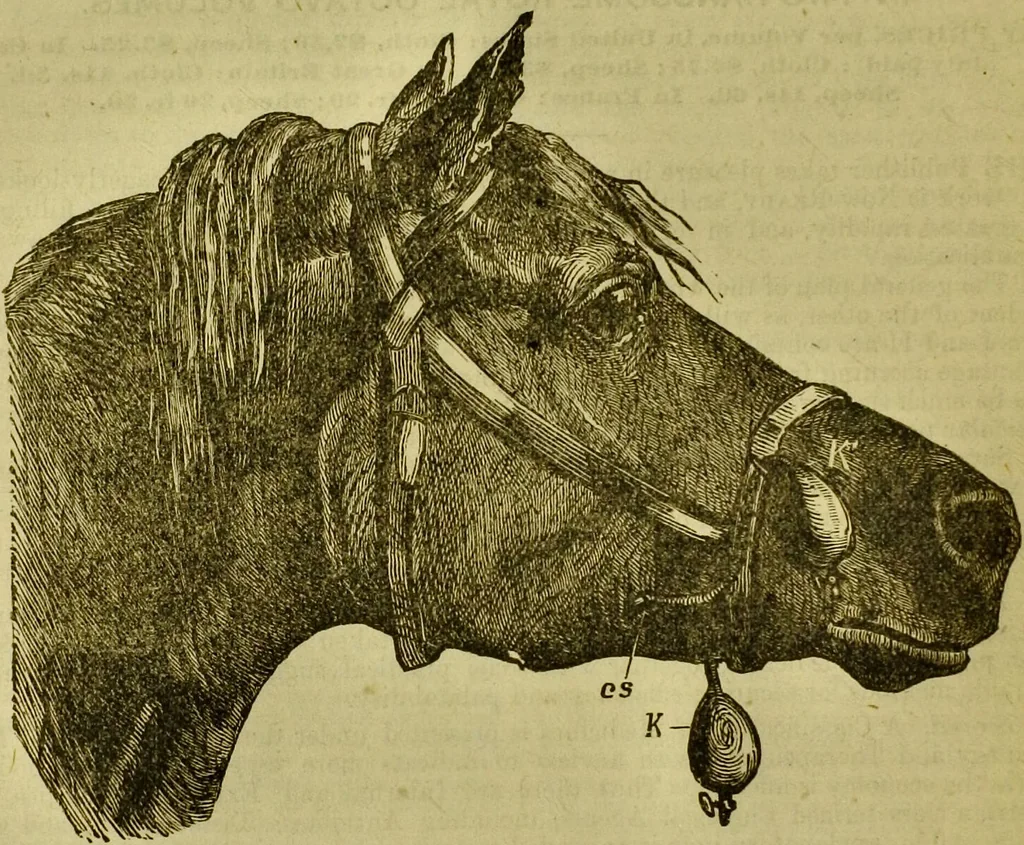 An illustration from A system of practical and scientific physiognomy, or, How to read faces : being a manual of instruction in the knowledge of the human physiognomy and organism, embracing the discoveries of located signs of character in the body and face, as shown by the five natural divisions of the countenance. Volume 2 / by Mary Olmstead Stanton., 1890, leaf 668