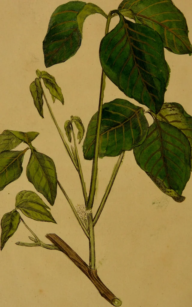 An illustration from An essay on the Rhus toxicodendron : with cases of its effects in the cure of paralytic affections, and other diseases of great debility / By Johnn Alderson., 1804, leaf 6