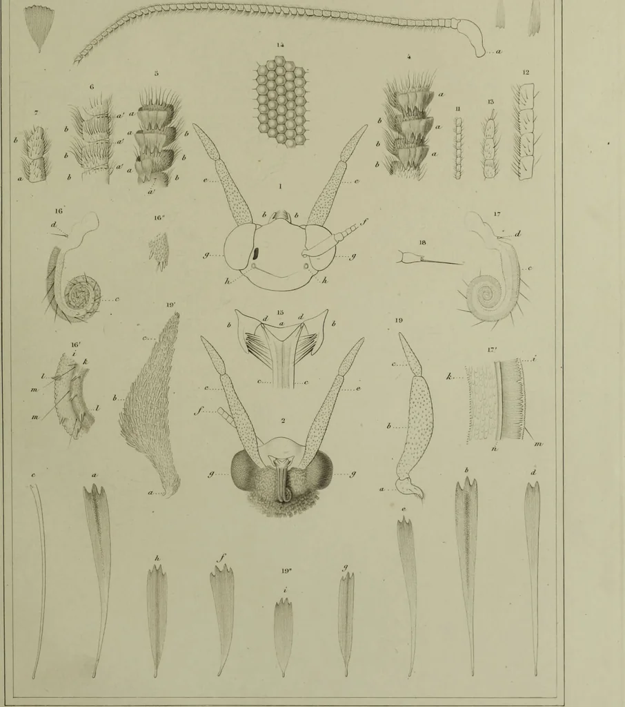 An illustration from Histoire des insectes nuisibles à la vigne : et particulièrement de la pyrale qui dévaste les vignobles des départments de la Cote-d'Or ... [etc.]; avec l'indication des moyens qu'on doit employer pour la combattre / par Victor Audouin., 1842, leaf 381