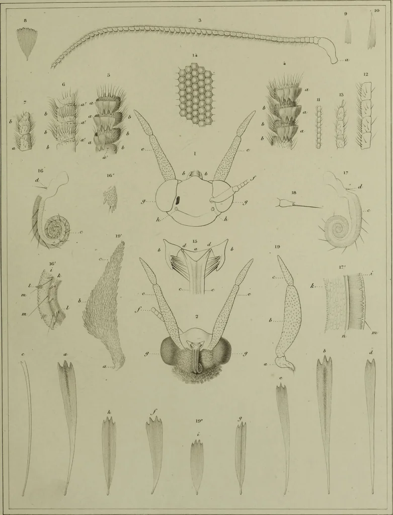 An illustration from Histoire des insectes nuisibles à la vigne : et particulièrement de la pyrale qui dévaste les vignobles des départments de la Cote-d'Or ... [etc.]; avec l'indication des moyens qu'on doit employer pour la combattre / par Victor Audouin., 1842, leaf 381