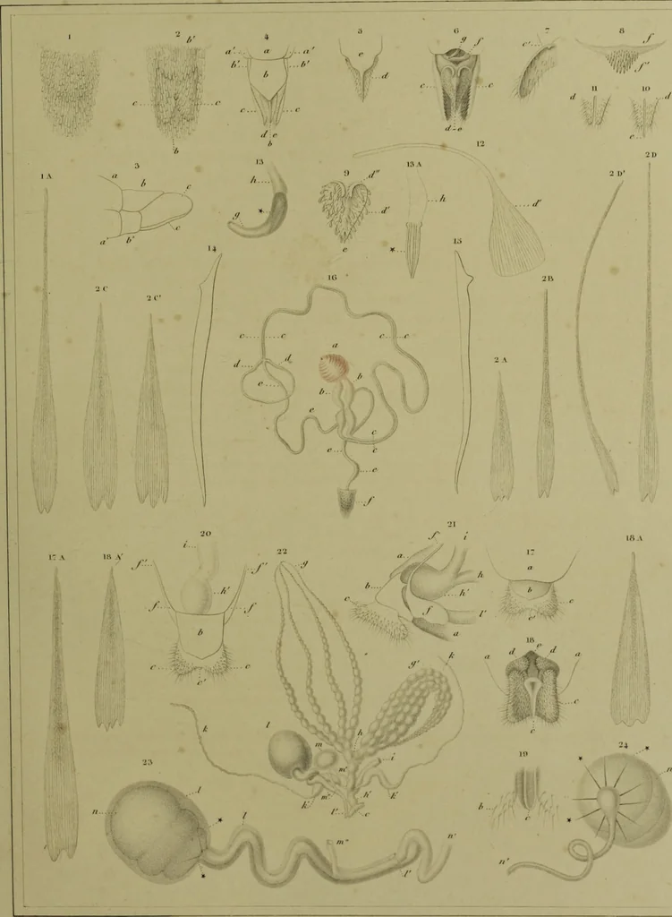 An illustration from Histoire des insectes nuisibles à la vigne : et particulièrement de la pyrale qui dévaste les vignobles des départments de la Cote-d'Or ... [etc.]; avec l'indication des moyens qu'on doit employer pour la combattre / par Victor Audouin., 1842, leaf 389