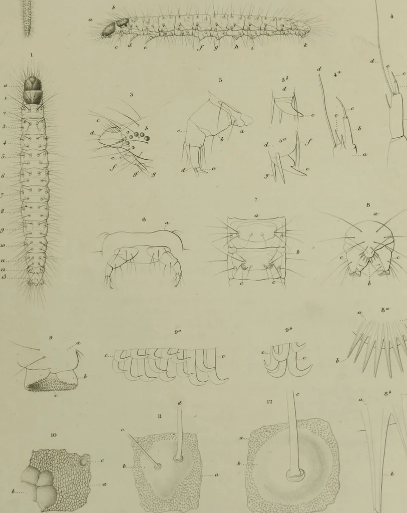 An illustration from Histoire des insectes nuisibles à la vigne : et particulièrement de la pyrale qui dévaste les vignobles des départments de la Cote-d'Or ... [etc.]; avec l'indication des moyens qu'on doit employer pour la combattre / par Victor Audouin., 1842, leaf 399