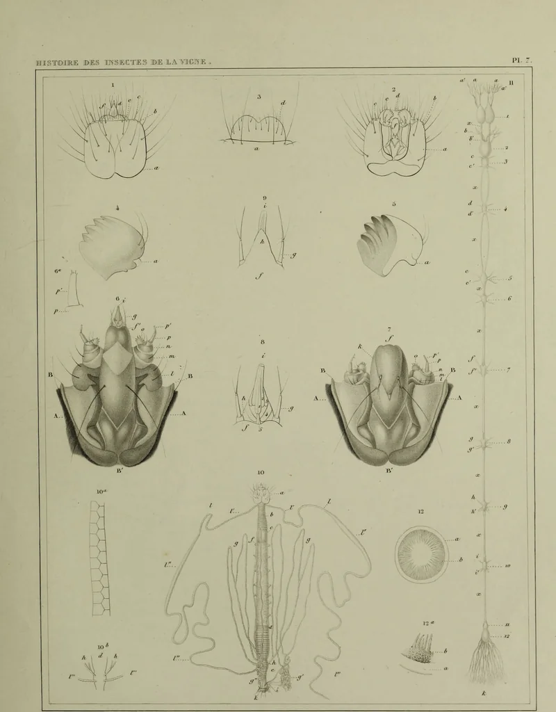 An illustration from Histoire des insectes nuisibles à la vigne : et particulièrement de la pyrale qui dévaste les vignobles des départments de la Cote-d'Or ... [etc.]; avec l'indication des moyens qu'on doit employer pour la combattre / par Victor Audouin., 1842, leaf 403