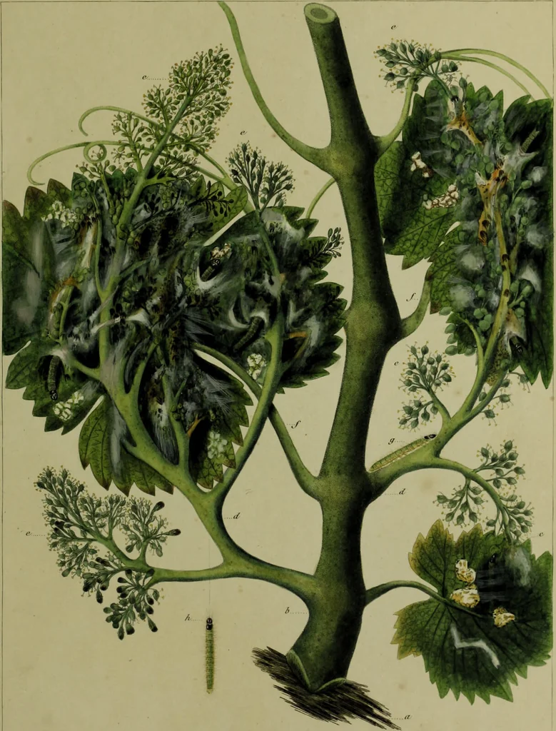 An illustration from Histoire des insectes nuisibles à la vigne : et particulièrement de la pyrale qui dévaste les vignobles des départments de la Cote-d'Or ... [etc.]; avec l'indication des moyens qu'on doit employer pour la combattre / par Victor Audouin., 1842, leaf 421