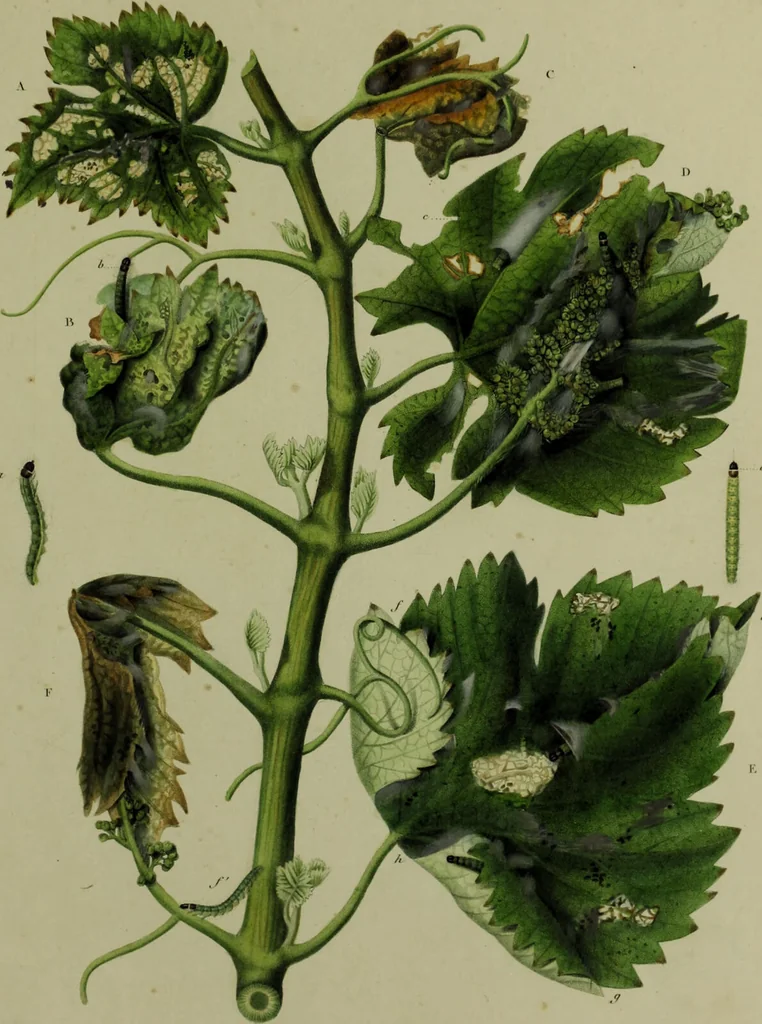 An illustration from Histoire des insectes nuisibles à la vigne : et particulièrement de la pyrale qui dévaste les vignobles des départments de la Cote-d'Or ... [etc.]; avec l'indication des moyens qu'on doit employer pour la combattre / par Victor Audouin., 1842, leaf 425