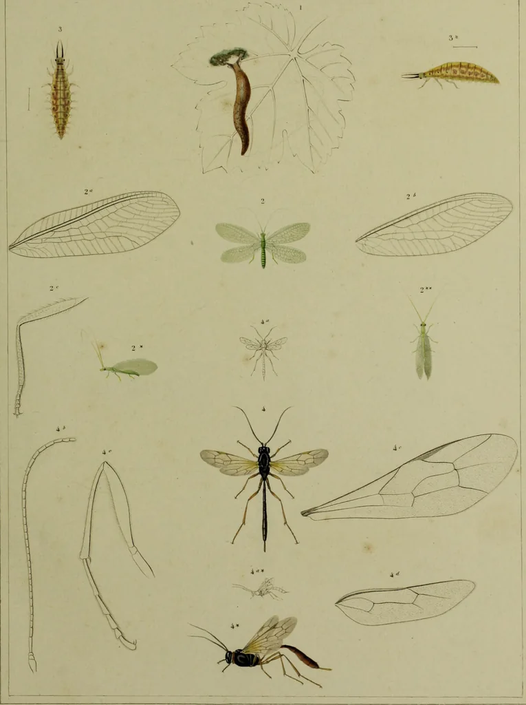 An illustration from Histoire des insectes nuisibles à la vigne : et particulièrement de la pyrale qui dévaste les vignobles des départments de la Cote-d'Or ... [etc.]; avec l'indication des moyens qu'on doit employer pour la combattre / par Victor Audouin., 1842, leaf 441
